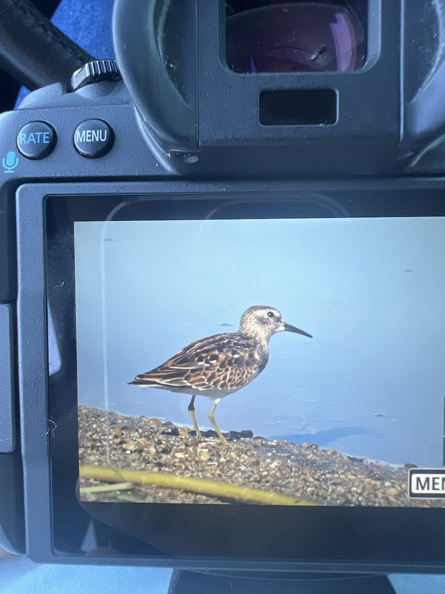 Least Sandpiper - ML624164191