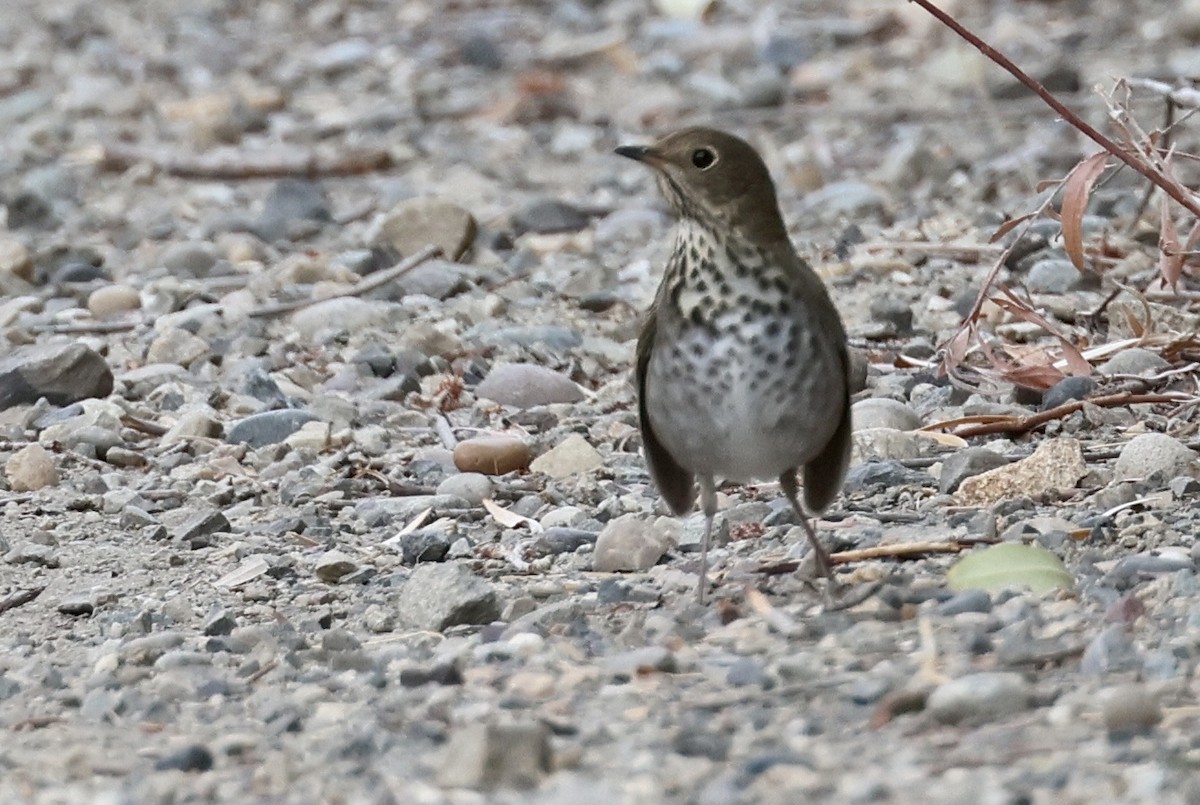 Hermit Thrush - ML624164192