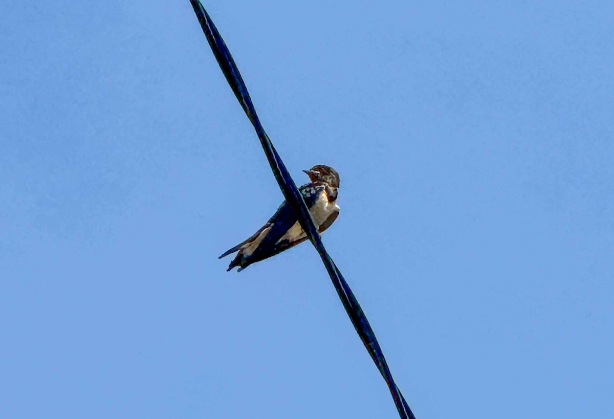 Barn Swallow - Felipe Penedo