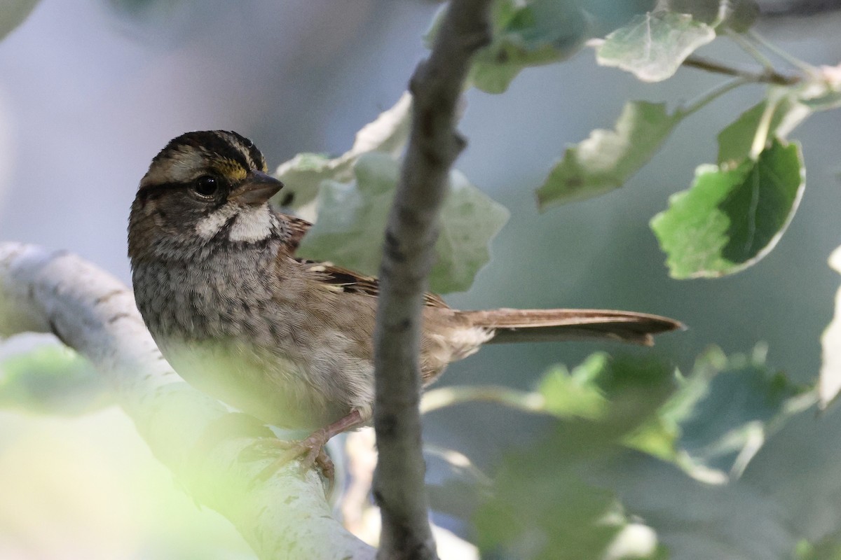 White-throated Sparrow - ML624164207