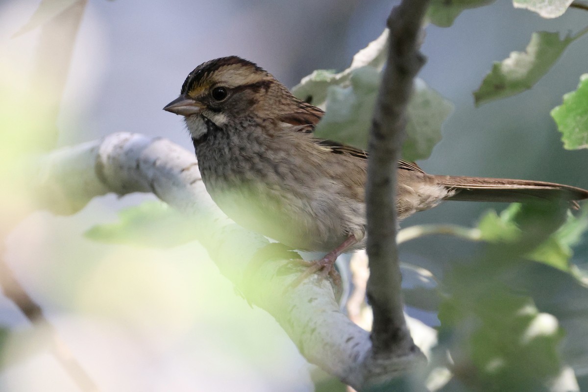 White-throated Sparrow - ML624164208