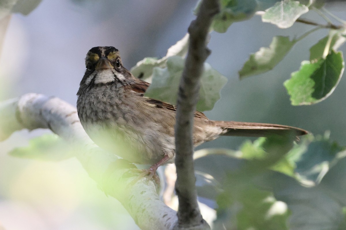 White-throated Sparrow - ML624164209