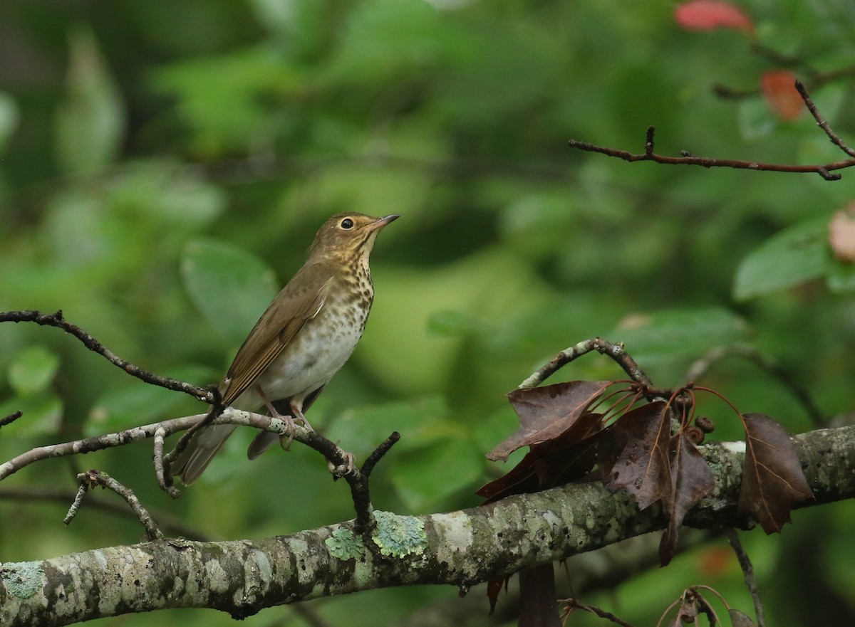 Swainson's Thrush - ML624164218