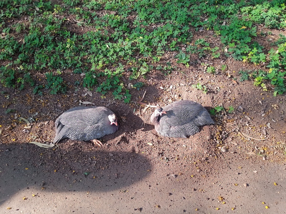 Helmeted Guineafowl (Domestic type) - ML624164219