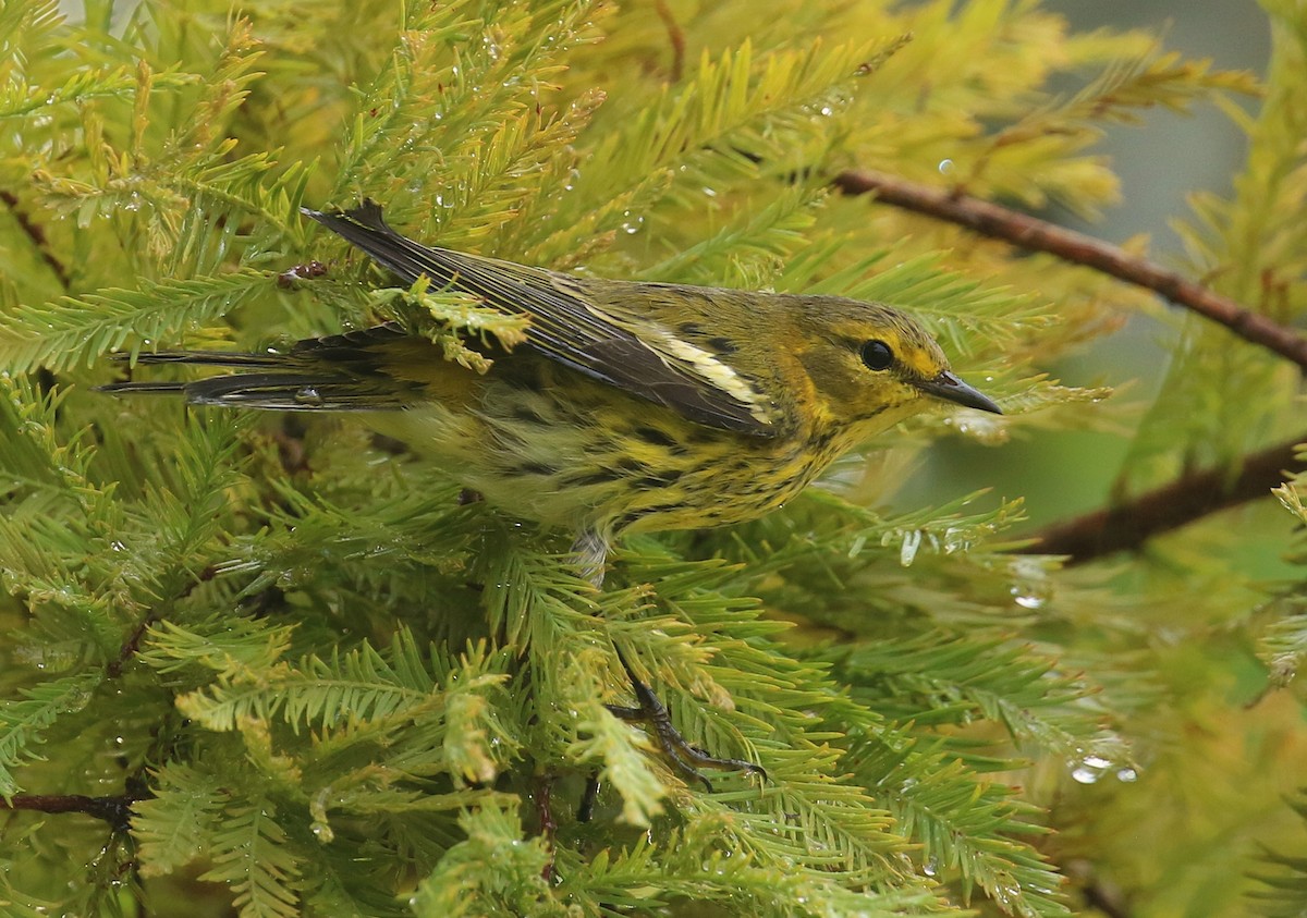 Cape May Warbler - ML624164223