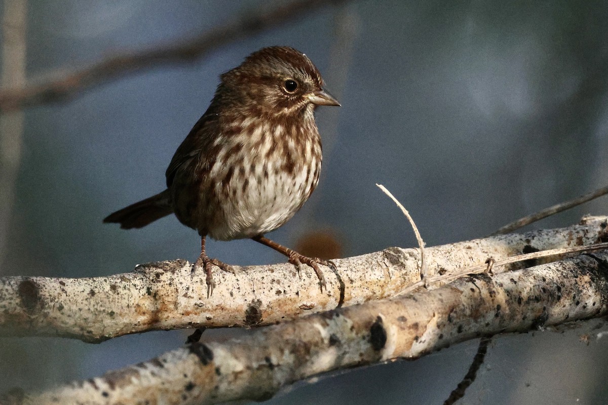 Song Sparrow - ML624164240