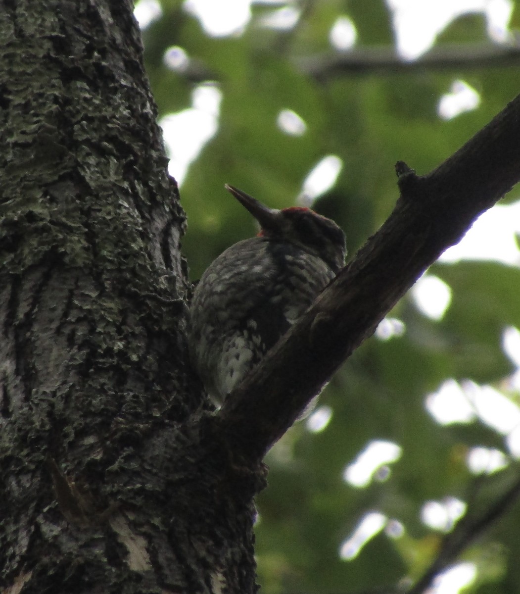 Yellow-bellied Sapsucker - Maya Roopnarine