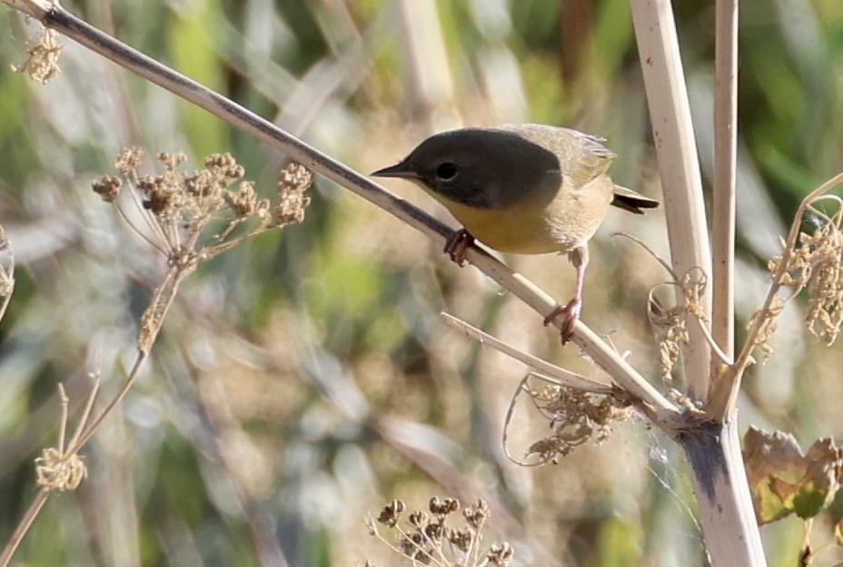 Common Yellowthroat - ML624164250