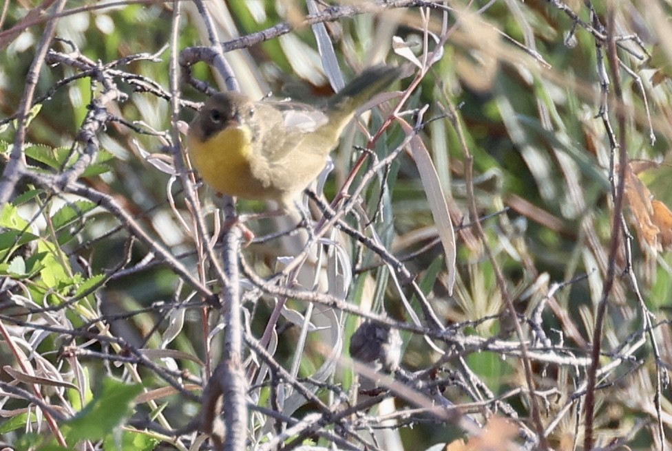 Common Yellowthroat - ML624164251