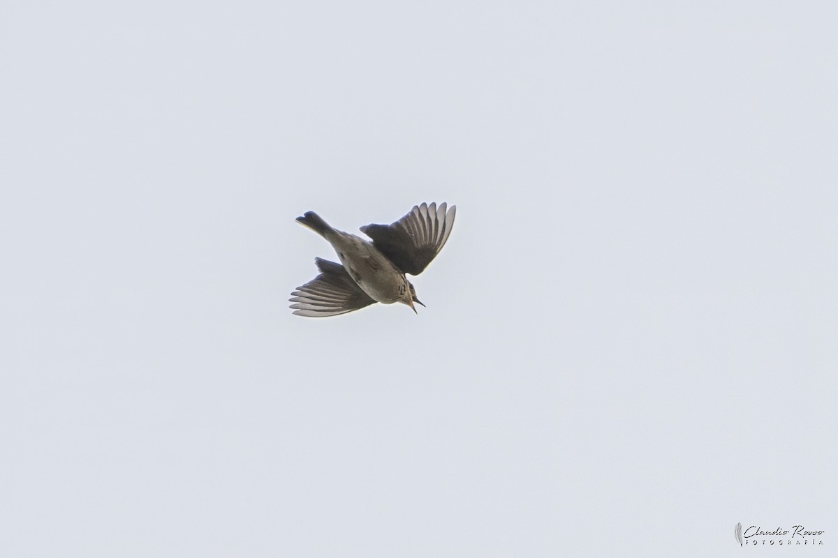 Pampas Pipit - ML624164253