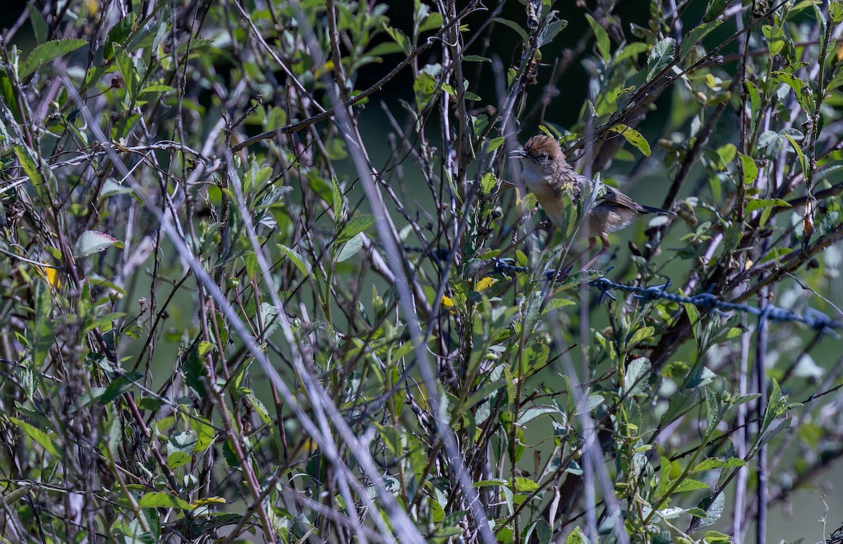 Golden-headed Cisticola - Geoff Dennis