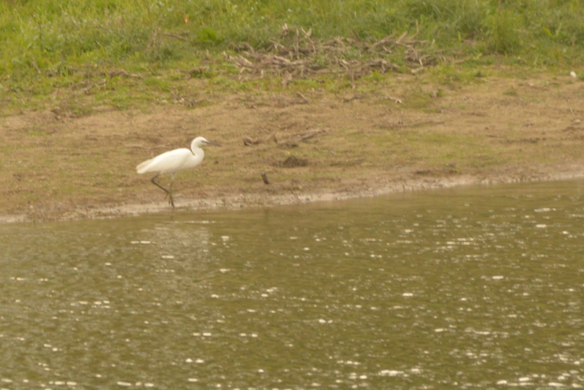 Little Egret - ML624164261