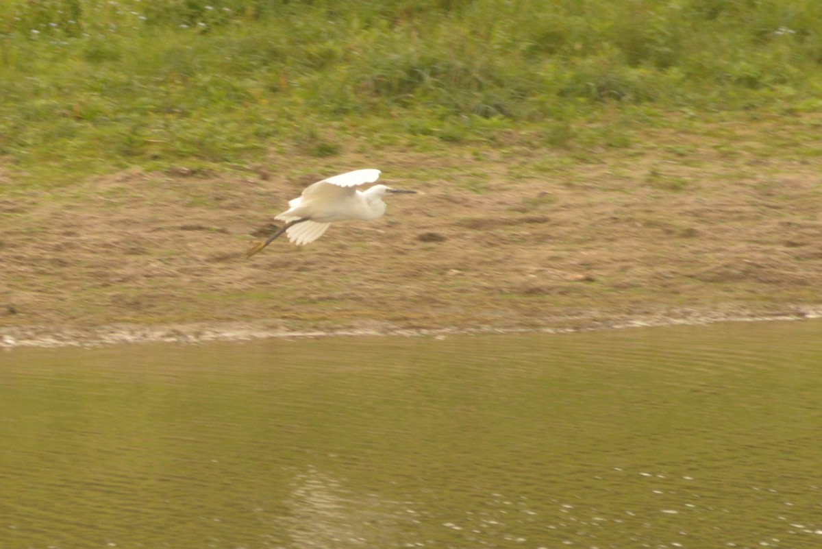 Little Egret - ML624164272