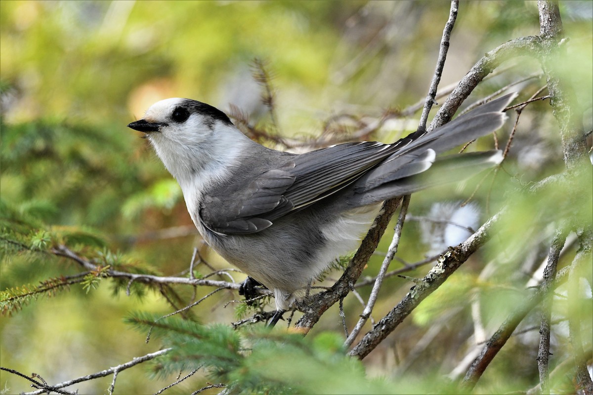 Canada Jay - ML624164290