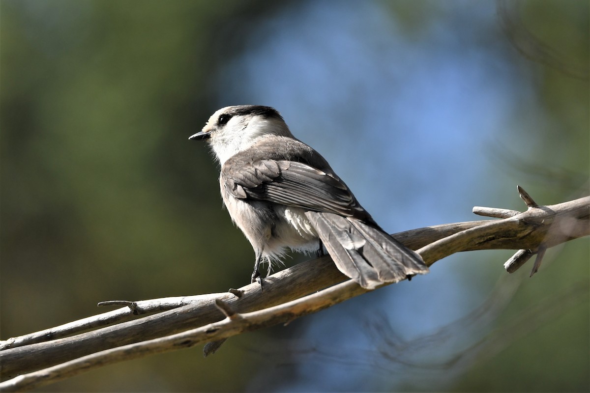 Canada Jay - ML624164291