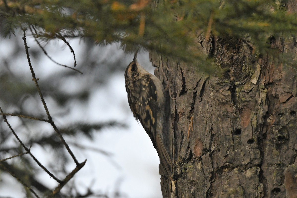 Brown Creeper - ML624164299