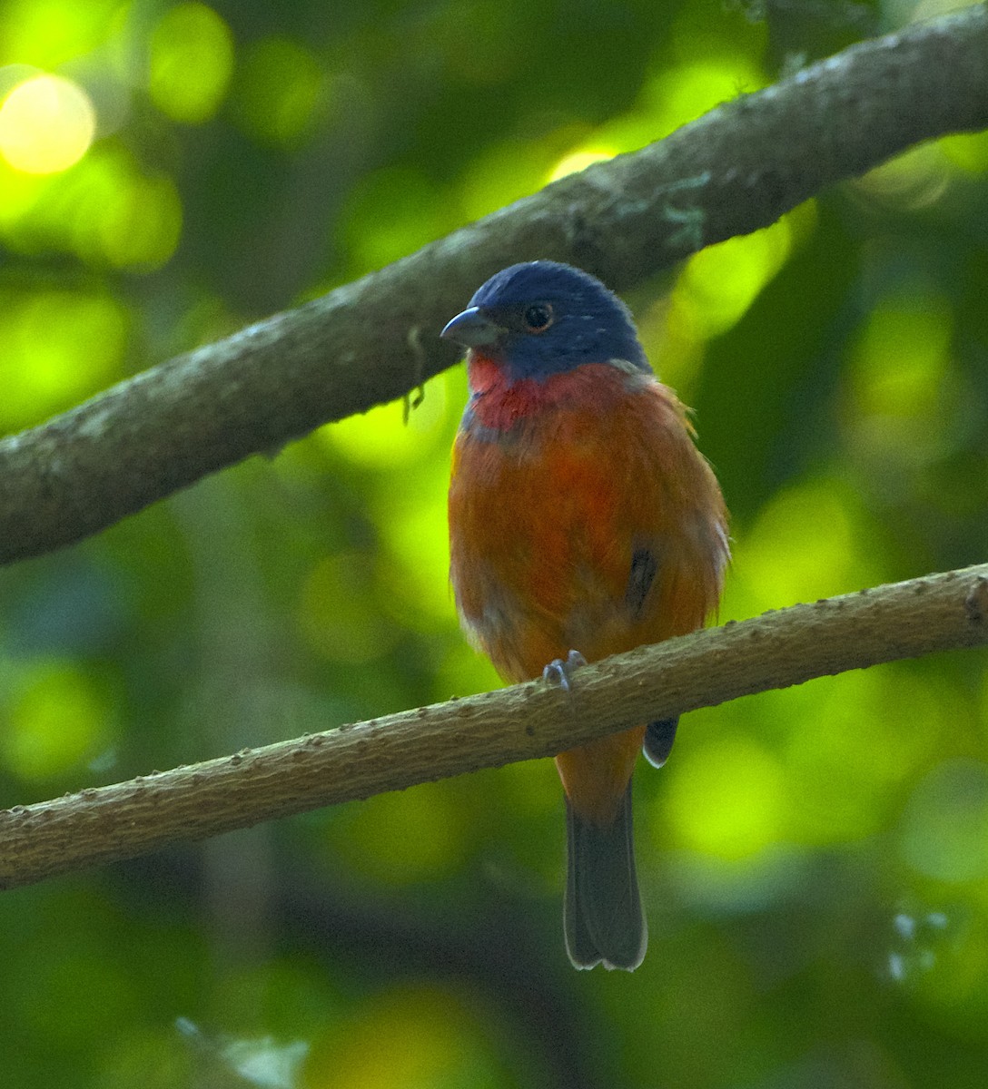 Painted Bunting - ML624164305