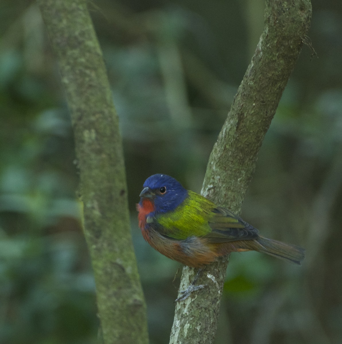 Painted Bunting - ML624164306