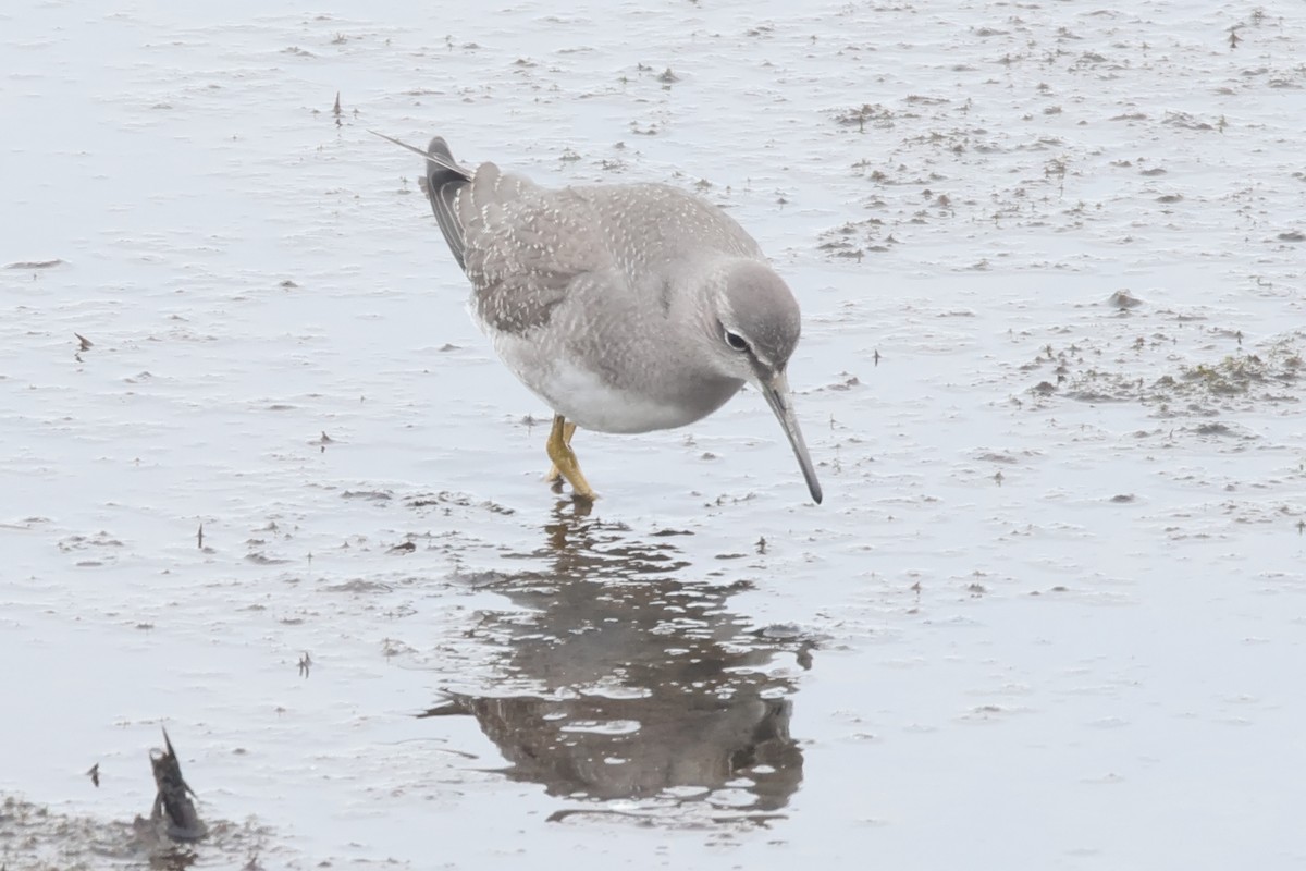 Gray-tailed Tattler - ML624164307