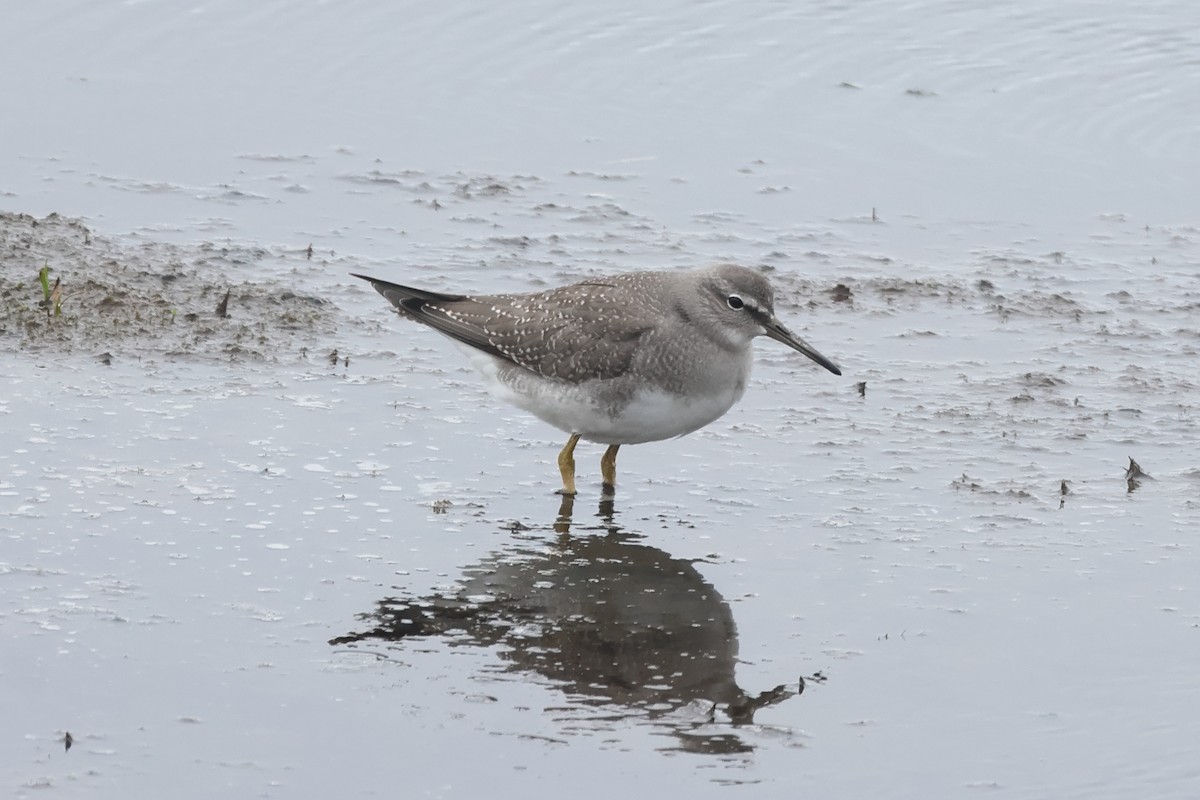 Gray-tailed Tattler - ML624164308