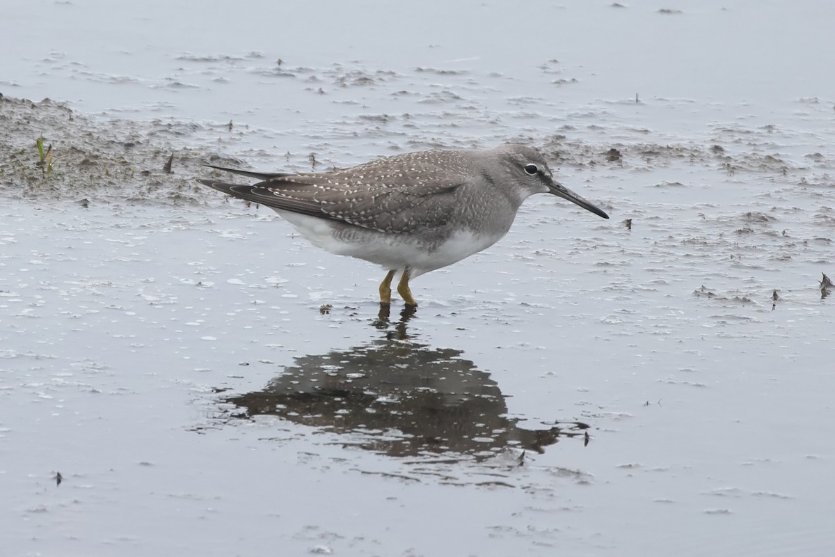 Gray-tailed Tattler - Sam Darmstadt