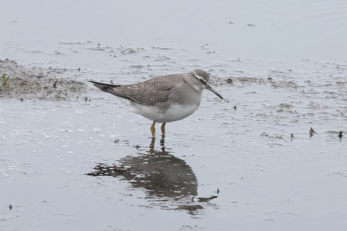 Gray-tailed Tattler - ML624164310