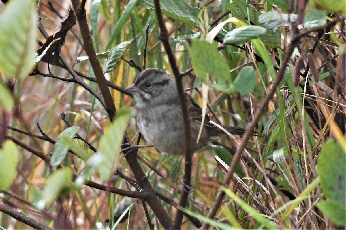 Swamp Sparrow - ML624164311