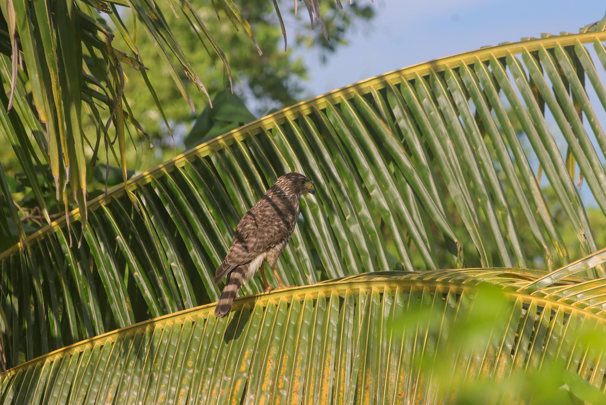 Roadside Hawk - René Collinot