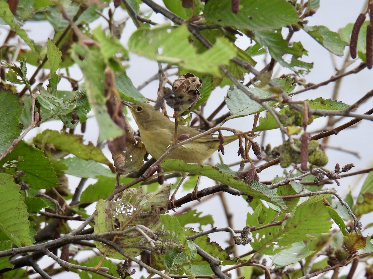 Common Yellowthroat - ML624164368