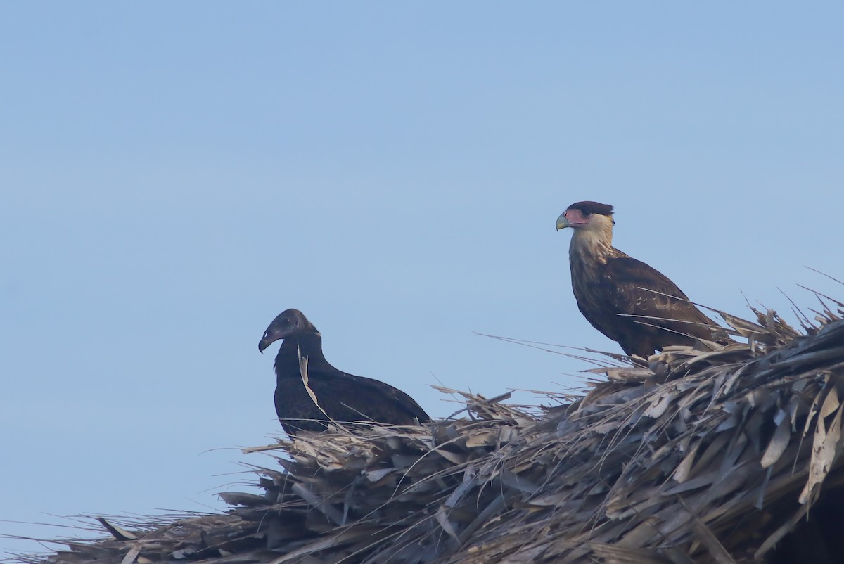 Crested Caracara - ML624164372