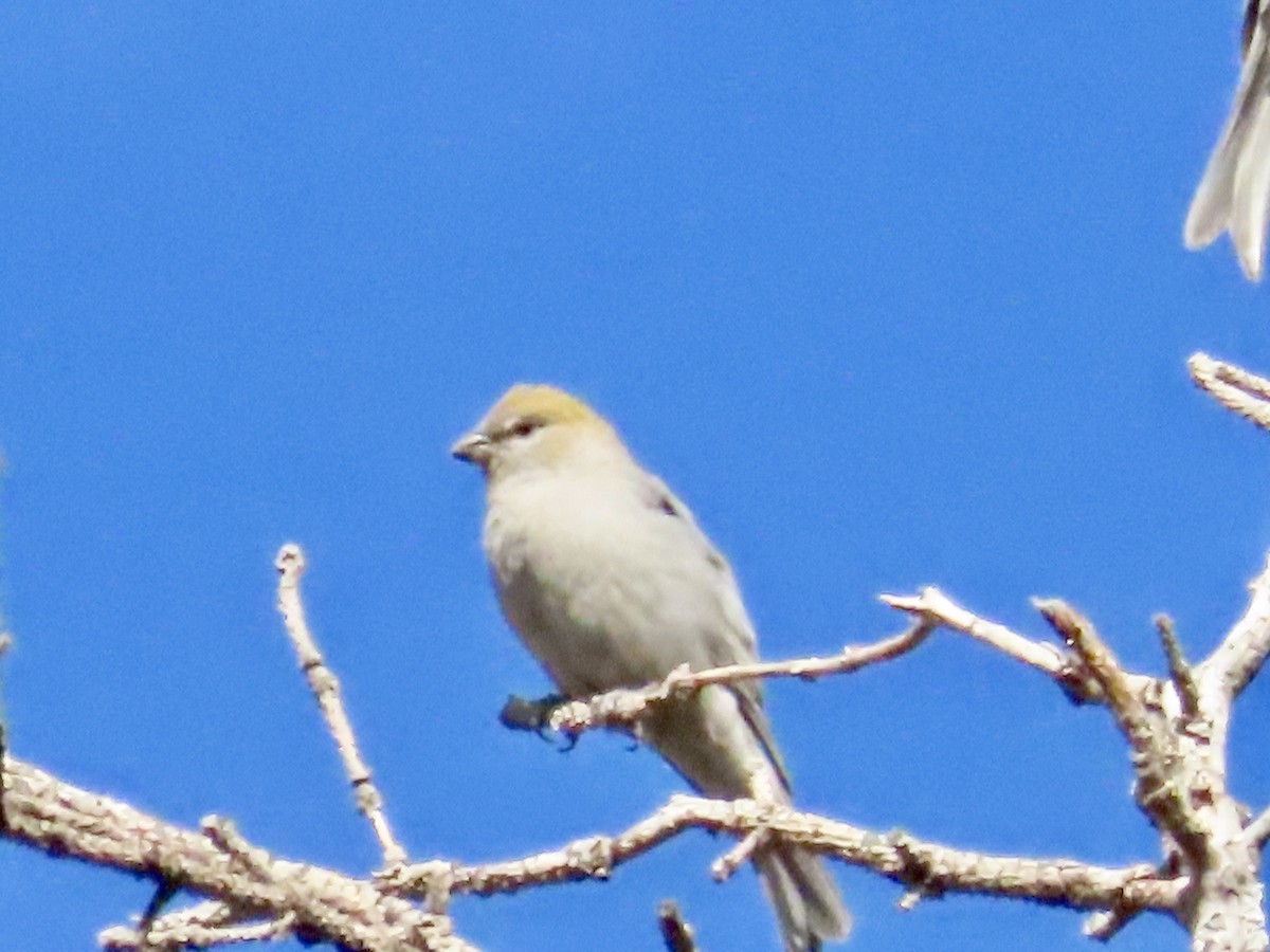 Pine Grosbeak - ML624164386