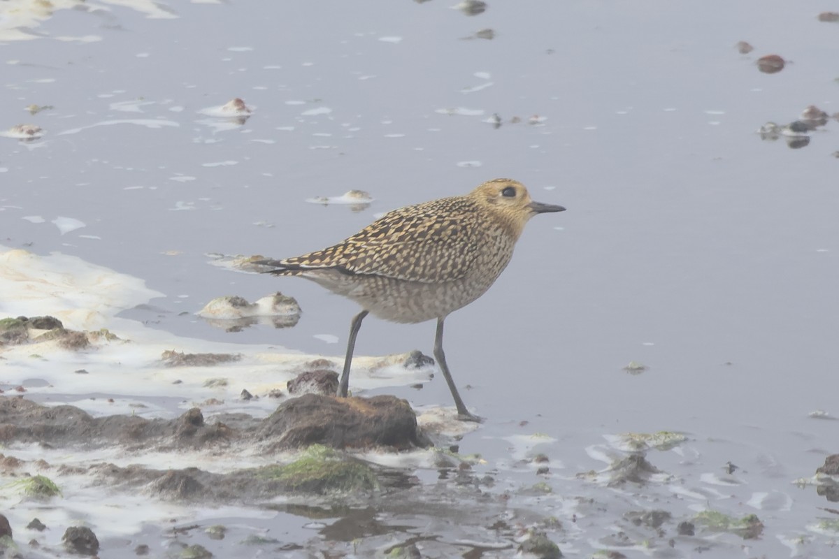 Pacific Golden-Plover - ML624164391