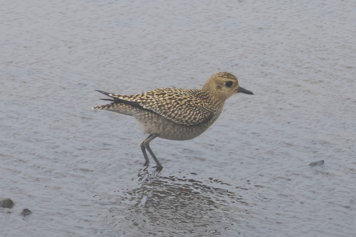 Pacific Golden-Plover - ML624164392