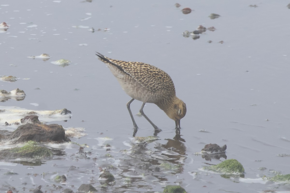 Pacific Golden-Plover - ML624164393