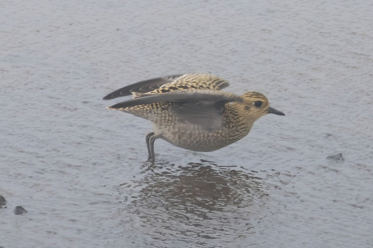 Pacific Golden-Plover - ML624164394