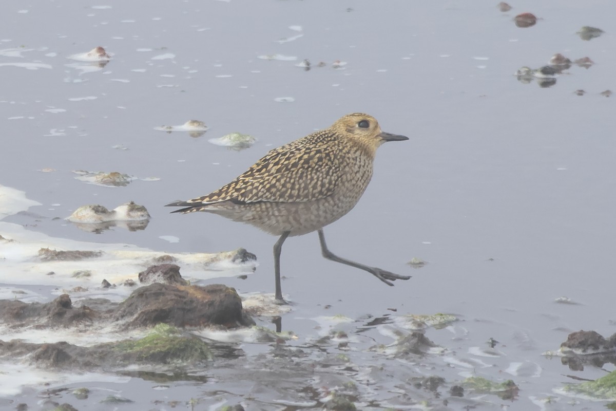 Pacific Golden-Plover - ML624164395