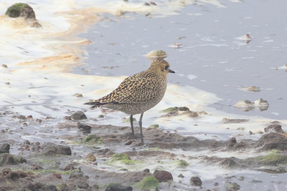 Pacific Golden-Plover - ML624164396