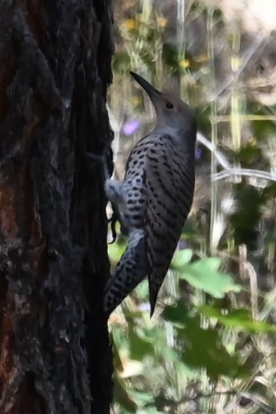 Northern Flicker - ML624164419