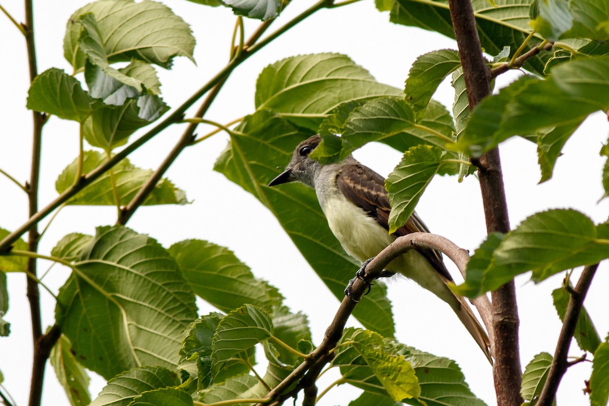 Great Crested Flycatcher - ML624164438