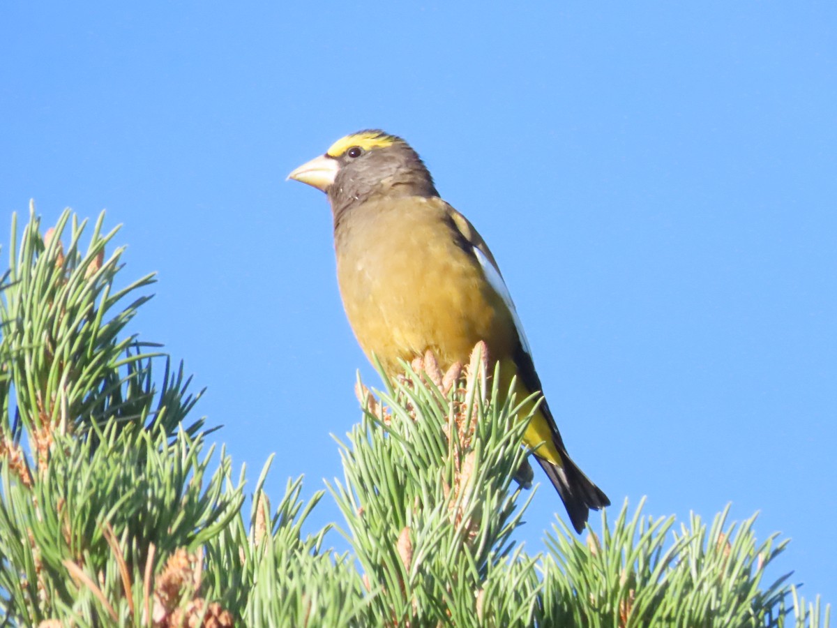 Evening Grosbeak - ML624164448