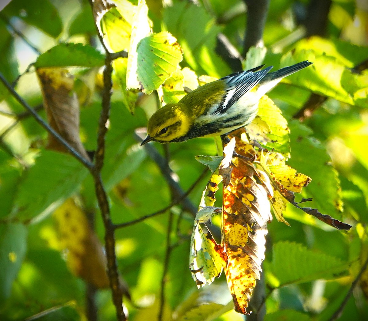 Black-throated Green Warbler - Lin McGrew