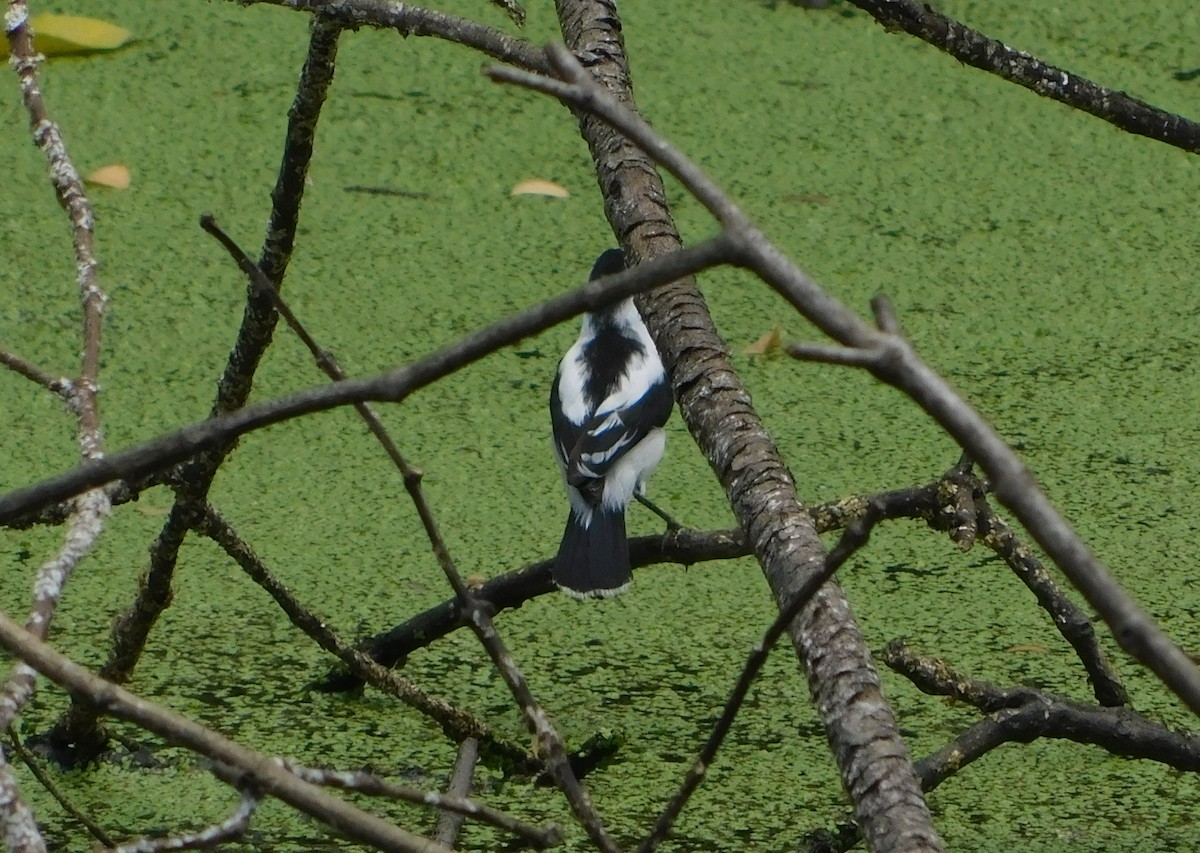 Pied Water-Tyrant - ML624164495