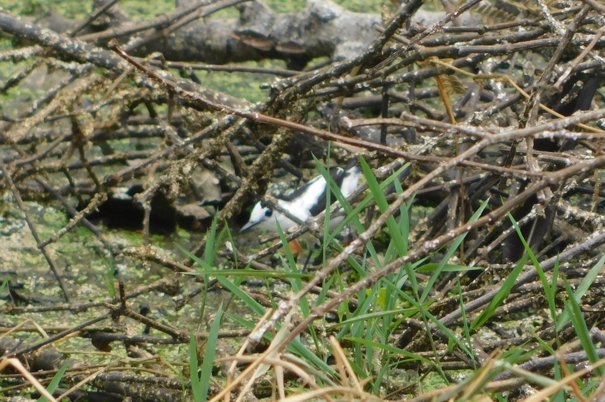 Pied Water-Tyrant - ML624164497