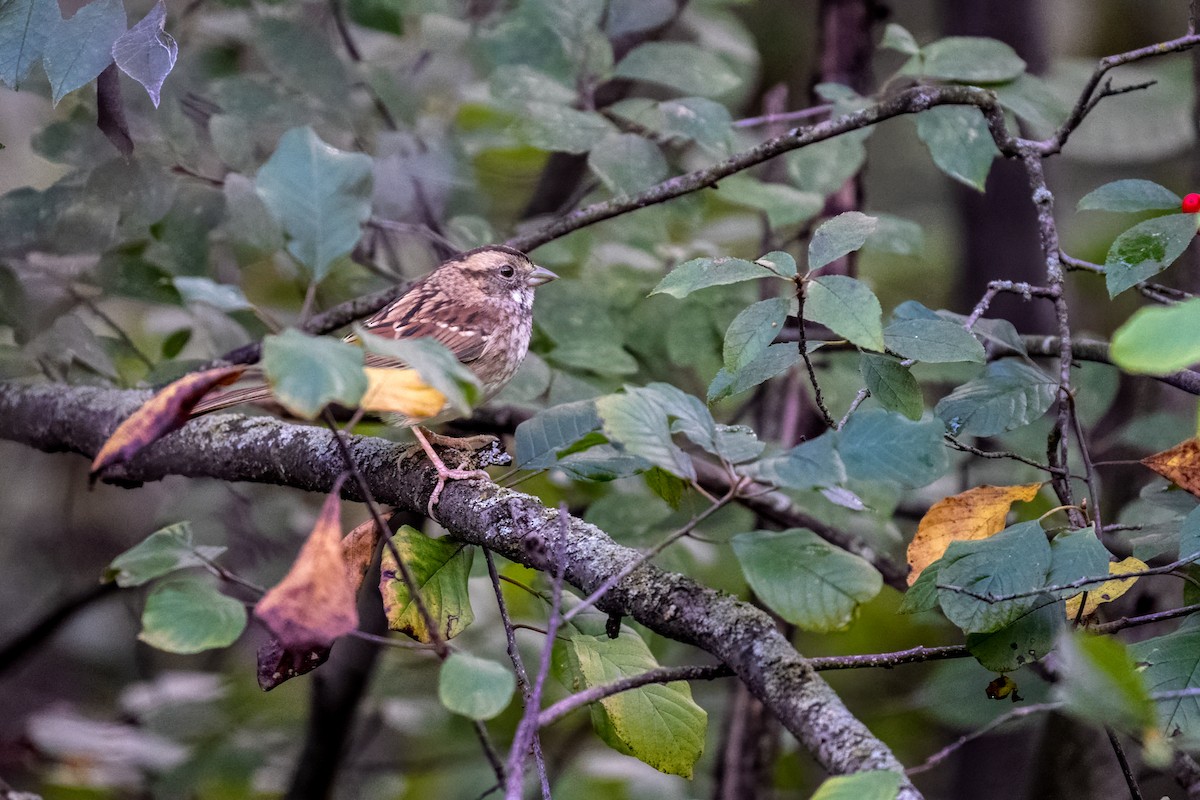 White-throated Sparrow - ML624164513