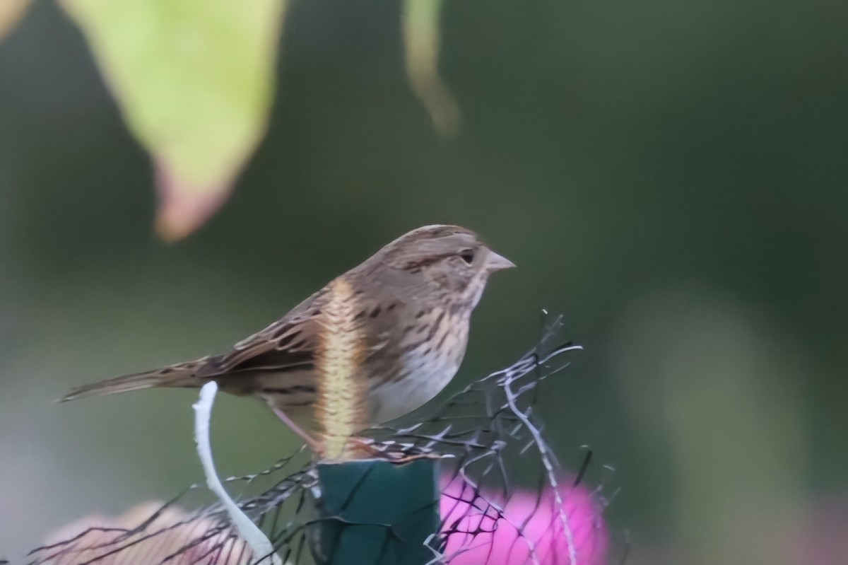 Lincoln's Sparrow - David Funke