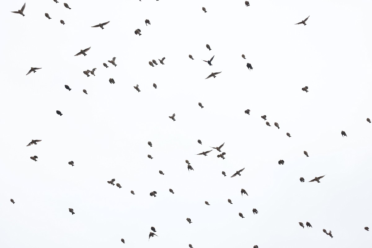 Red-winged Blackbird - David Funke