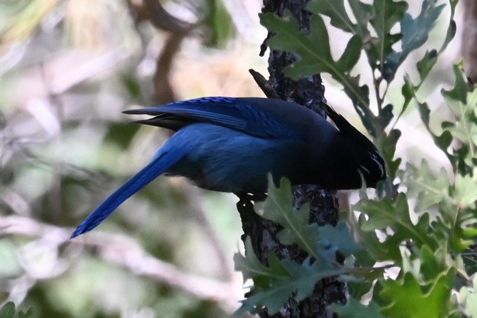 Steller's Jay - ML624164545