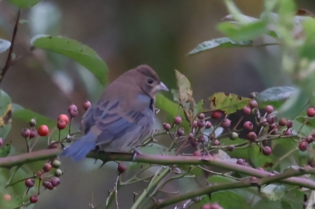 Indigo Bunting - ML624164548