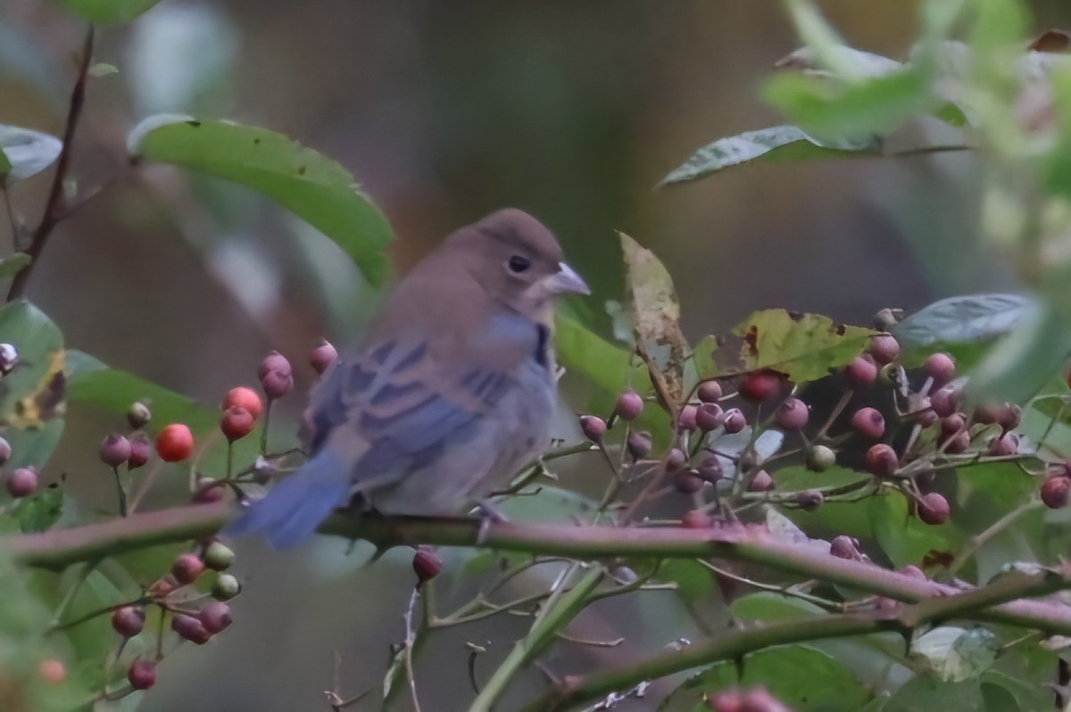 Indigo Bunting - David Funke