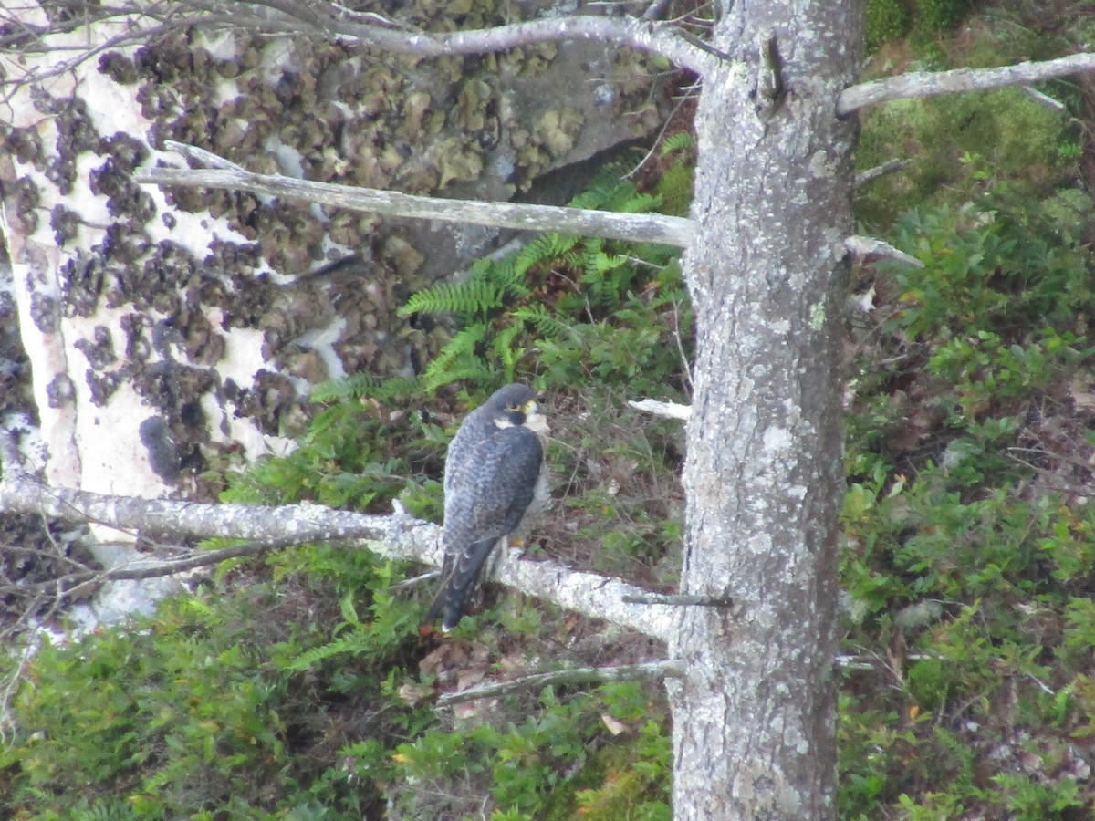 Peregrine Falcon - Maya Roopnarine